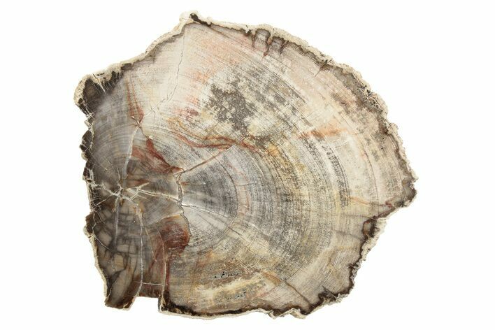 Petrified Wood (Mahogany) Round - Myanmar #239336